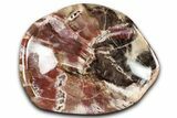 Colorful Polished Petrified Wood Bowl - Madagascar #346828-1